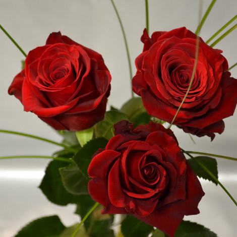 sopek treh rdecih vrtnic